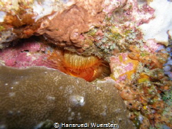 Electric clam  Ctenoides ales by Hansruedi Wuersten 